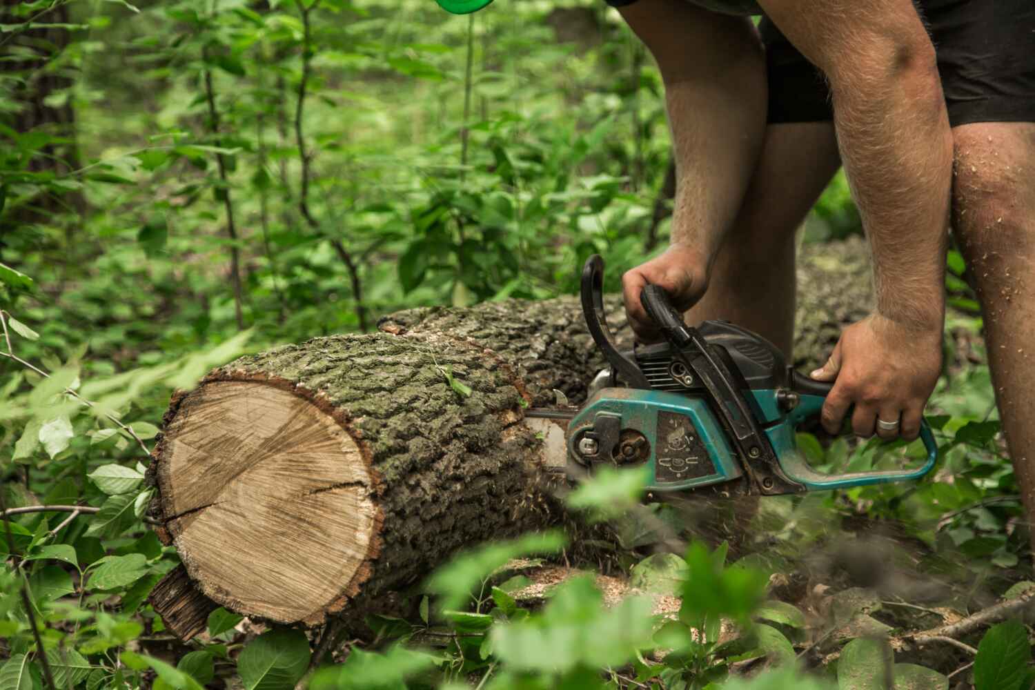 Best Emergency Tree Service  in Jesup, GA